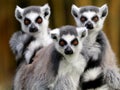 Ring Tailed Lemurs Royalty Free Stock Photo
