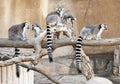 Group of Ring Tailed Lemurs Royalty Free Stock Photo