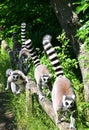 Group of ring-tailed lemurs ambling along a fallen tree trunk in their natural habitat