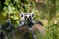 A group of ring-tailed lemurs, Lemur catta. A large strepsirrhine primate at Jersey zoo Royalty Free Stock Photo