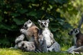 A group of ring-tailed lemurs, Lemur catta. A large strepsirrhine primate at Jersey zoo