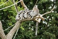 Group of Ring-tailed lemurs - Lemur catta - resting on the tree Royalty Free Stock Photo