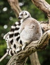 Group of Ring-tailed lemurs (Lemur catta) on the tree branch Royalty Free Stock Photo