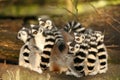 Group of ring-tailed lemurs sitting close together Royalty Free Stock Photo