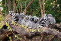 Group of ring-tailed lemurs sitting and hugging on a tree