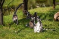 Group of Ring-tailed lemurs sitting and walking over green grass Royalty Free Stock Photo