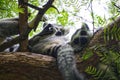 Group of ring-tailed lemurs sleeping over a tree Royalty Free Stock Photo