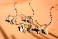 Group of ring tailed lemurs in sunny weather on red sand