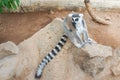 Group of ring tailed Maki Catta lemurs with big orange eyes. Madagascar lemurs Royalty Free Stock Photo