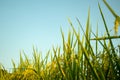 A group of rip paddy plant closeup blue sky background Royalty Free Stock Photo
