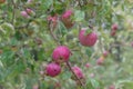 Group of ripe apple fruits on tree with raindrops in Seattle, Wa Royalty Free Stock Photo