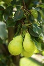 Group of ripe healthy yellow and green pears