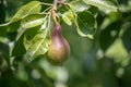 A group of ripe healthy yellow and green pears growing on a pear tree branch, in a genuine organic garden. Close-up Royalty Free Stock Photo