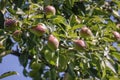 A group of ripe healthy yellow and green pears growing on a pear tree branch, in a genuine organic garden. Close-up