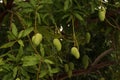 Group of ripe mangoes on tree in natural background,it is full o