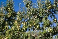 Group ripe pears