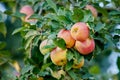 Group of ripe red apples on a tree with green leaves. Organic, healthy fruit growing on an orchard tree branch on Royalty Free Stock Photo