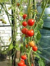 Ripe red tomatoes in greenhouse Royalty Free Stock Photo