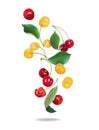 Group of ripe red and yellow cherries close up in the air isolated on a white background Royalty Free Stock Photo