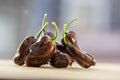 Group of ripened capsicum chinenses very hot peppers on wooden table, Habanero chocolate Royalty Free Stock Photo