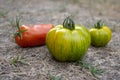 Group of ripened tomatoes in the lawn, red and green fruits after harvest, ready to eat, pepper and green zebra tomatoes