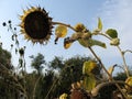 A group of ripening decorative sunflowers lit by the sun in the garden. Autumn wilting. Royalty Free Stock Photo