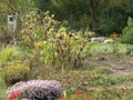 A group of ripening decorative sunflowers lit by the sun in the garden. Autumn wilting. Royalty Free Stock Photo