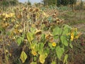 A group of ripening decorative sunflowers lit by the sun in the garden. Autumn wilting. Royalty Free Stock Photo