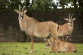 Group Roan antelope, Hippotragus equinus Royalty Free Stock Photo