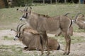 Group Roan antelope, Hippotragus equinus Royalty Free Stock Photo