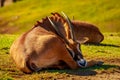 Roan Antelope Royalty Free Stock Photo