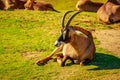 Roan Antelope Royalty Free Stock Photo