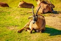 Roan Antelope Royalty Free Stock Photo