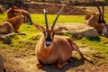 Roan Antelope Royalty Free Stock Photo