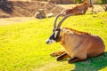 Roan Antelope Royalty Free Stock Photo