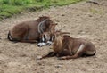 Group Roan antelope Royalty Free Stock Photo