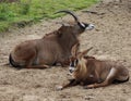 Group Roan antelope Royalty Free Stock Photo