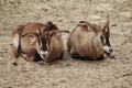 Group Roan antelope Royalty Free Stock Photo