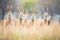 group of roan antelopes alerted by a noise