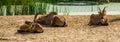 Group of roan antelopes resting together, tropical animal specie from the savanna of Africa Royalty Free Stock Photo