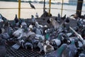 Group of Rock Dove Pigeons eating and feeding with a piece of bread in city Royalty Free Stock Photo