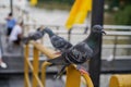 Group of Rock Dove Pigeons eating and feeding with a piece of bread in city Royalty Free Stock Photo