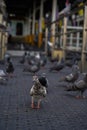 Group of Rock Dove Pigeons eating and feeding with a piece of bread in city Royalty Free Stock Photo