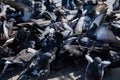 A group of rock pigeons or doves crowding the streets and public squares feeding on discarded food and bird seeds