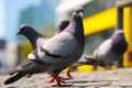 Group of rock pigeons walking on the ground in front of a bright yellow bus in berlin Royalty Free Stock Photo