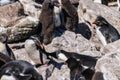 Rockhopper Penguins on Westpoint Island, the Falklands