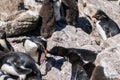 Rockhopper Penguins on Westpoint Island, the Falklands