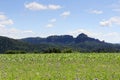 Group of rocks Schrammsteine and Falkenstein with thistle field in Saxon Switzerland