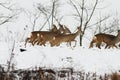 Group of roe deer