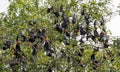 Group of roosting Seychelles Fruit bats (Pteropus seychellensis)